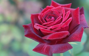 Red rose in the garden in the evening