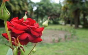 Красная роза на фоне деревьев