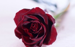 Red rose on a white background
