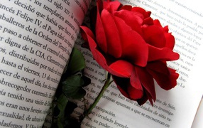 Red rose on book pages