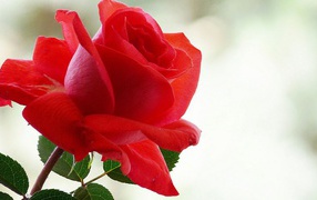 Лепестки красной розы