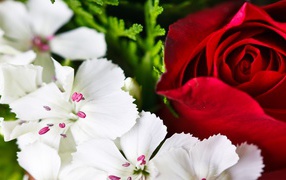 Красная розы среди белых цветов