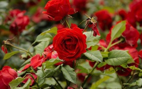 Красные розы цветут в саду