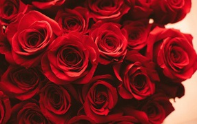 Красные розы на розовом фоне