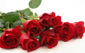 Красные розы на белом столе на белом фоне