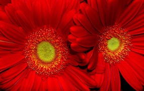 Красные подсолнухи