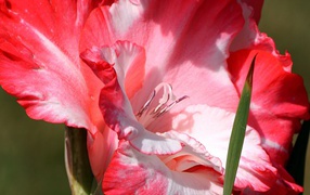 Красный с белым цветок гладиолуса