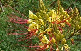 Красивая роскоя в саду