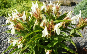 Красивое растение роскоя на дачном участке