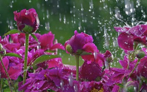 Розы под дождем