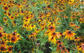 Выращивание цветов рудбекия в саду