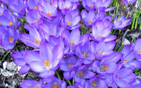 Цветы шафран в лесу