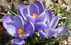 Цветы шафран в саду