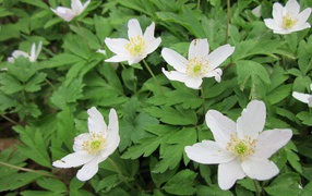 Красивое растение резуха на поляне