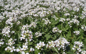 Резуха на поляне