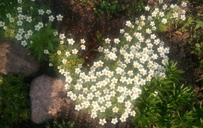 Растение резуха на поляне