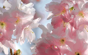 Розовый мягкий букет