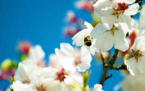 Весенняя пчела 