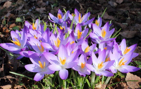 Весенние крокусы на поляне