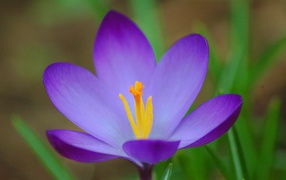 Весенний цветок Крокус