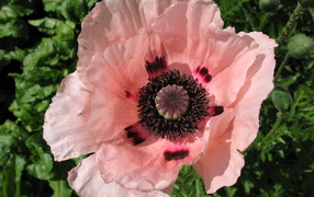 Весенний цветок мак