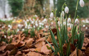 Весенние цветы