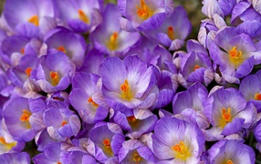 Весенние цветы шафран в саду