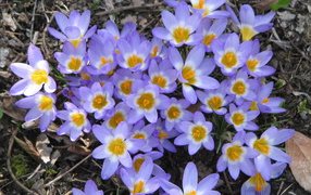 Весенние цветы шафран на поляне