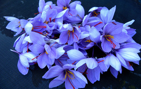 Весенние цветы шафран 