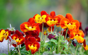 Весенние цветы виола (фиалка,анютины глазки) в парке