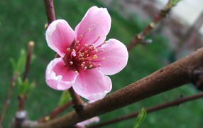 Spring pink flower