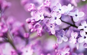 Spring purple flowers