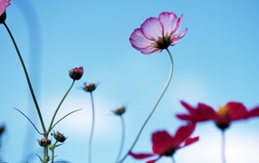 Необычная ромашка