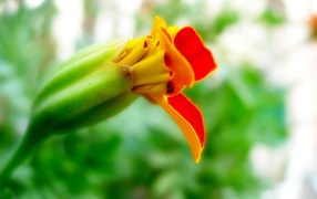 Странные цветы