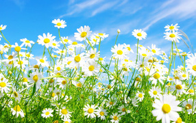 Sun flowers daisies on a meadow
