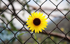 Sunflower for grid