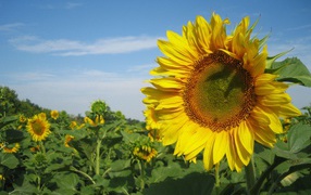 Sunflowers nature
