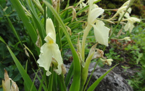 В саду красивый цветок роскоя