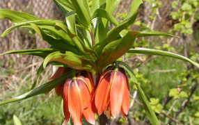 В саду красивый цветок рябчик императорский