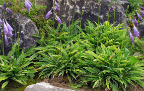 В саду красивое растение хоста