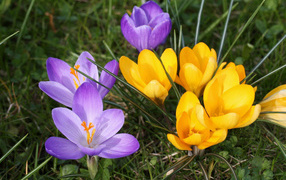 В парке цветы крокусы