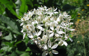 В парке красивые цветы нектароскордум 