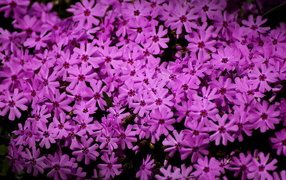 В парке красивые цветы флокс