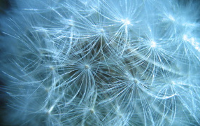 В парке красивый козлобородник (большой одуванчик) 