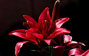 Красный цветок на черном фоне