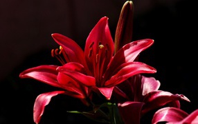 Красный цветок на черном фоне