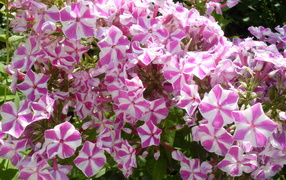 The woods are lovely flowers phlox