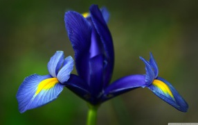 Three iris petal
