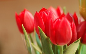 Tюльпаны