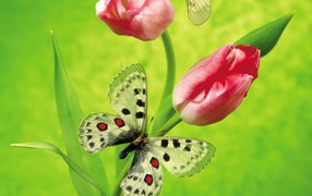 Бабочка и тюльпаны 